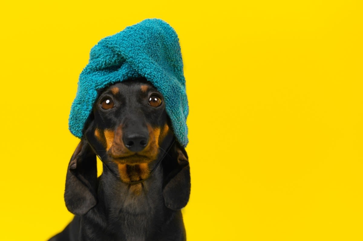 Mom Creates a Spa Day for Her 8 Dachshunds and It’s Such a Timeline Cleanse