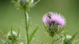 It’s OK to mow in May — the best way to help pollinators is by adding native plants