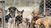 Over 100 Dogs Rescued From Hoarding Situation Up for Adoption in California