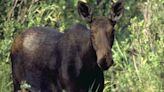 Mother moose attacks hunter south of Blackfoot
