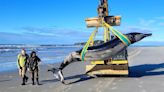 Has one of the world’s rarest whales washed up on a beach? Scientists are scrambling to find out | CNN