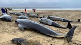 Mueren 55 ballenas piloto tras ser arrastradas a costa de Escocia