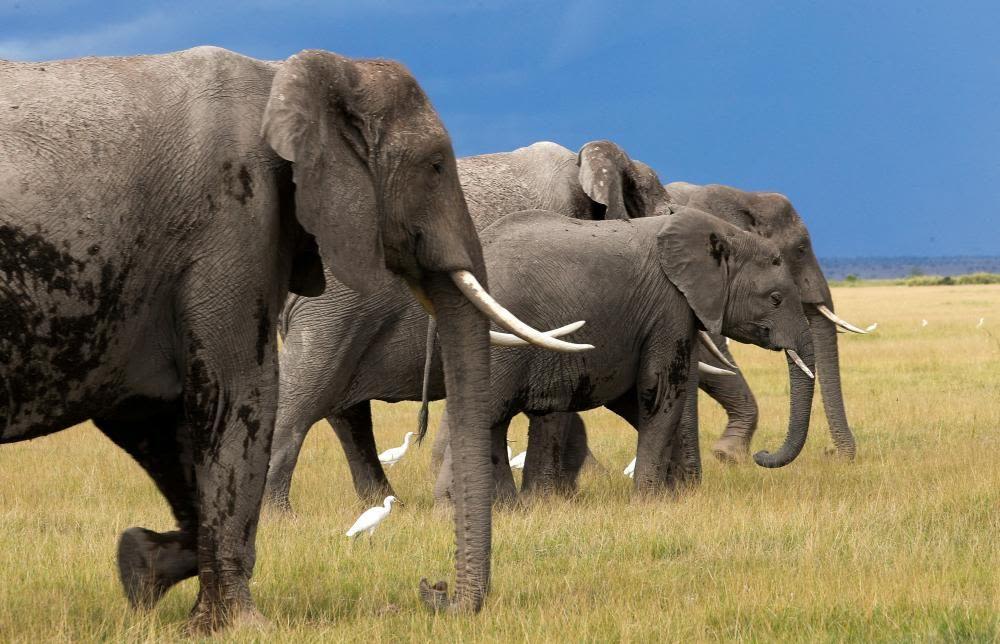 Elephant kills American tourist in Zambia