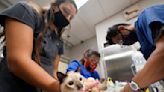 Vets fret as private equity snaps up clinics, pet care companies