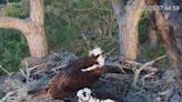 What’s in a name for nest cam ospreys on Hilton Head? Paying homage to island trailblazers