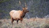 Hired guns? Unlimited tags? Wyoming levels up elk killing efforts