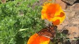 Monarch butterflies endangered; What to do if you see a bear in town