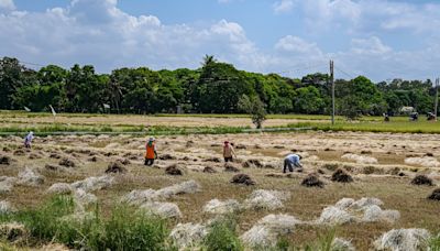 Philippine court blocks GMO 'golden rice' production over safety fears