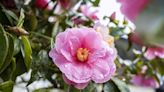 16 Pretty Pink Flowers For Your Garden