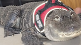 'Help Is Needed': Wallygator, Beloved Emotional Support Alligator, Stolen!