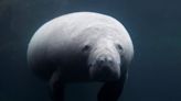Manatee cow finds new home, pressure to breed, in French zoo