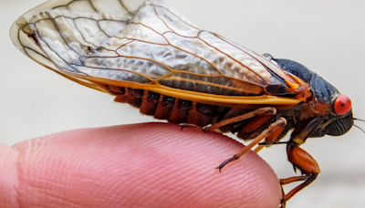 Mapping the 2024 Cicada Double Brood: Which States Will Feel the Buzz?