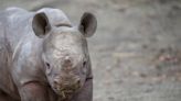Oregon Zoo’s endangered rhino baby gets a ‘sweet’ name