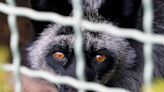 Why ‘lab leak’ proponents are unconvinced by raccoon dog evidence for coronavirus origins