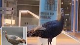 What the peck?! Wild turkey spotted strutting around Manhattan after epic journey