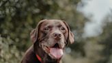 Chocolate Labrador’s Adorable S’Mores Costume Is a Halloween Gem