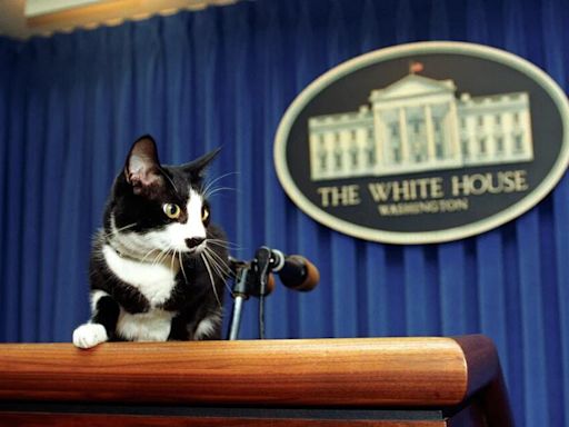 La tierna historia de Socks, el gato que se convirtió en la mascota presidencial de Bill Clinton