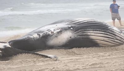 30-foot humpback whale found dead washed ashore on New Jersey's Long Beach Island