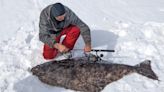 112-pound halibut caught through the ice in a unique fishery