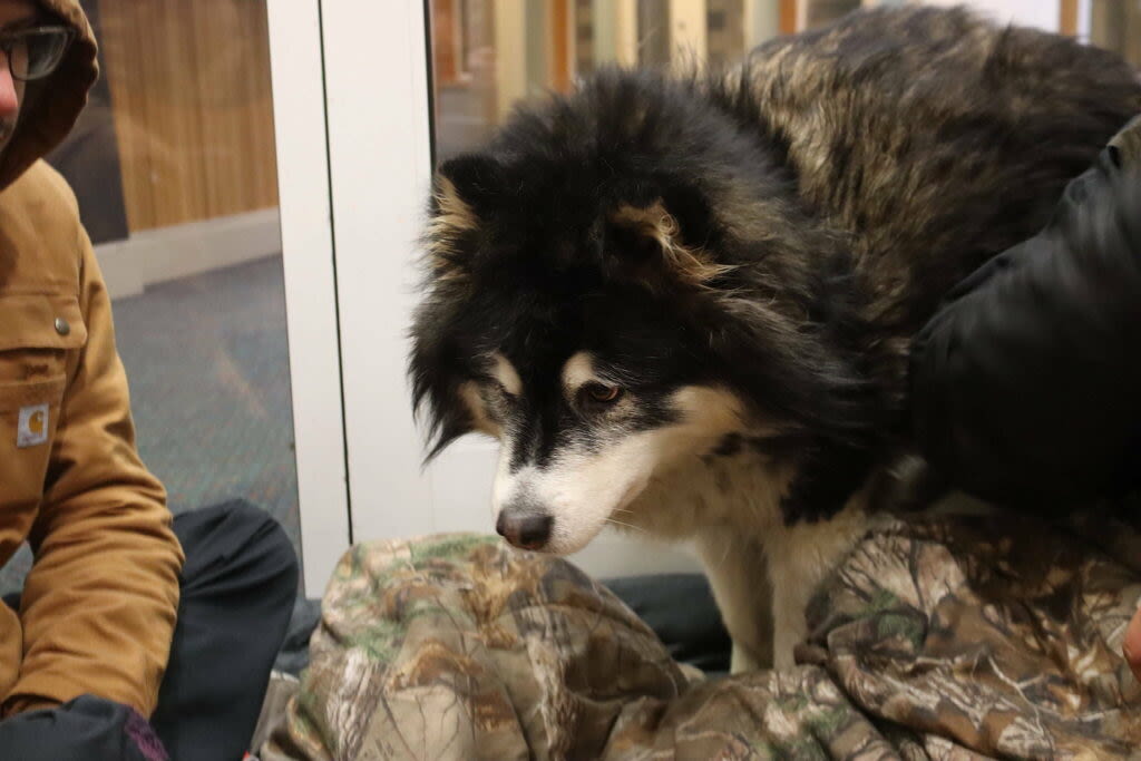 Juno ‘safe, fed, and warm’ at Juneau Animal Rescue | Juneau Empire
