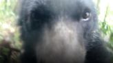 Un oso de anteojos se toma una selfie en una zona de conservación