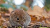 How to Get Rid of Voles Humanely in 7 Steps