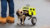 Watch this sweet, paralyzed pug dressed as a taxicab strut his stuff at a Halloween parade