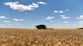 Wheat up 6% after Russia quits Black Sea pact; corn, soy firm