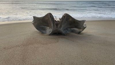 Rare 40-ton whale skull discovered on North Carolina beach
