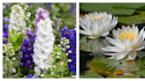 July Has 2 Birth Flowers—Here's What They Symbolize