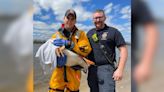 De Pere firefighters rescue pelican entangled in fishing line off of shore in Voyageur Park