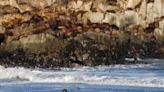 Sickly sea lion is Chile's first bird flu case in marine mammal
