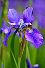 Iris in bloom at a garden Photograph by Siyano Prach