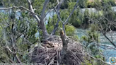 Brother and sister eaglets given ‘very fitting’ names in California nest. See them