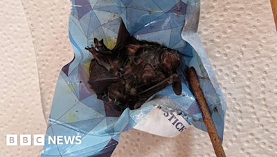 East Bridgford: Bat rescued after getting stuck in flypaper