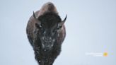 Yellowstone Bison Are Built for Winter Survival