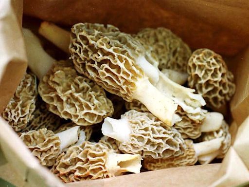 Caution advised when foraging for morel mushrooms