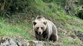 Patógenos compartidos entre humanos y animales que pueden comprometer la supervivencia del oso cantábrico