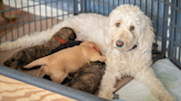 10-Month-Old Goldendoodle Turns Up Pregnant After Stay at Georgia Kennel