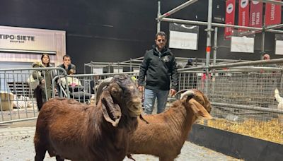 Desde Sudáfrica a la Argentina: un productor llevó a la Expo Rural de Palermo la raza Kalahari por primera vez