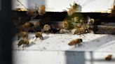 Michigan researches say honey bees can detect lung cancer