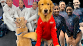 Conoce a Beacon, el perro Golden Retriever viral, que acompaña a Simone Biles y USA en los JJ. OO. París 2024