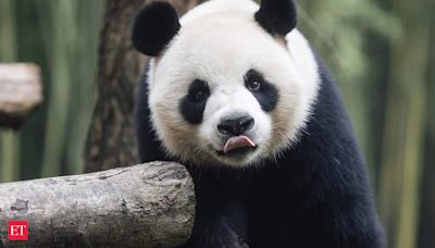 Hong Kong welcomes new giant pandas gifted by Beijing, raising hopes for tourism boost