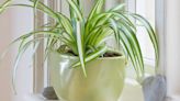 The 7 house plants that’ll keep your home cooler without you lifting a finger