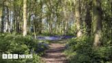 Booth Wood becomes nature reserve to boost wildlife
