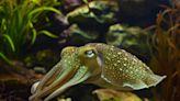 Cuttlefish Can Create False Memories, Just Like Humans - Neuroscience News