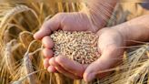 Economic Survey 2023-24 warns against futures trading for sensitive food commodities - CNBC TV18