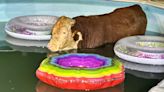 Crews in Pulaski Co. rescue cow from pool