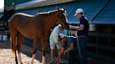 Another Triple Crown long shot? Fenwick is 50-1 in Preakness