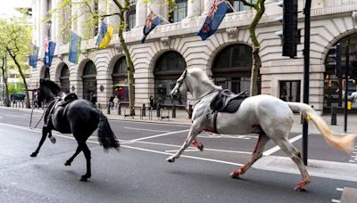 Caballos del Ejército británico se desbocan en pleno Londres - El Diario - Bolivia